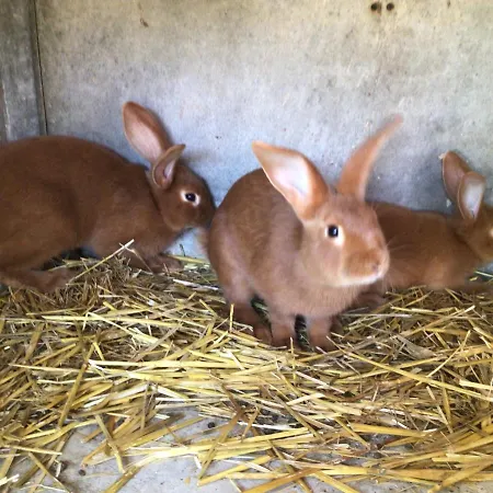De La Coussotterie Sud Vendée 4 **** 8 Pers Sainte-Gemme-la-Plaine