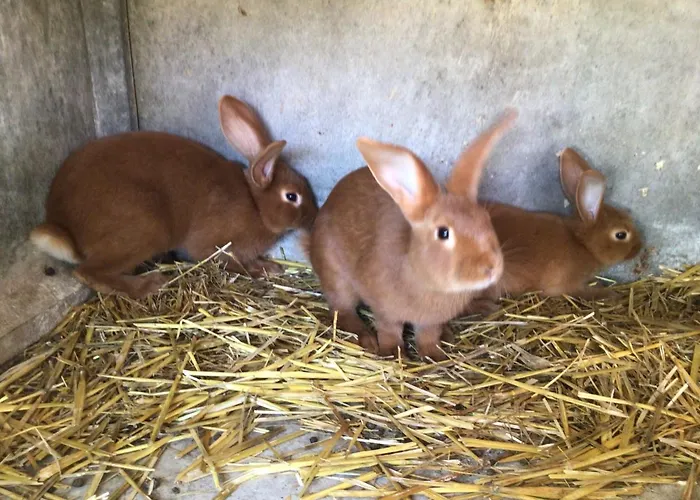 De La Coussotterie Sud Vendee 4 **** 8 Pers Sainte-Gemme-la-Plaine