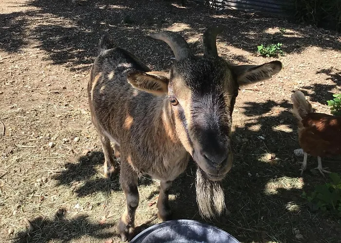 בית נופש De La Coussotterie Sud Vendee 4 **** 8 Pers *